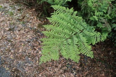 Dennstaedtia davallioides, photographed by Greg Tasney