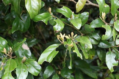 Endiandra crassiflora, photographed by Greg Tasney