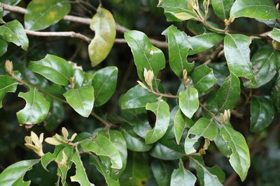 Endiandra crassiflora, photographed by Greg Tasney