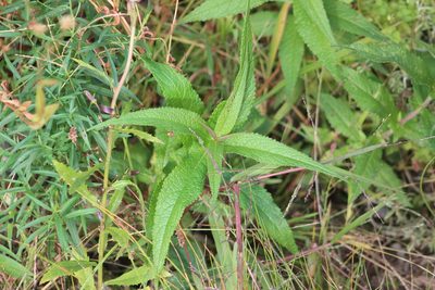 Eupatorium perfoliatum, photographed by Steven Lamonde