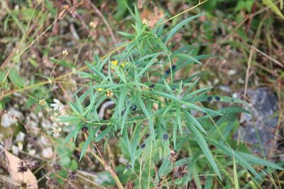 Euthamia graminifolia, photographed by Steven Lamonde