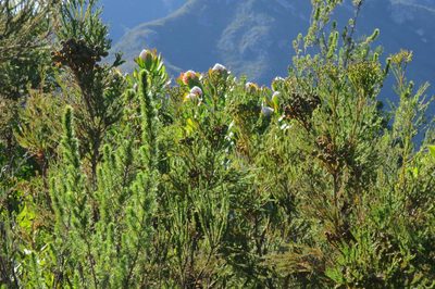 Leucospermum glabrum, photographed by Di Turner