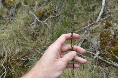 Schoenus melanostachys, photographed by Greg Tasney