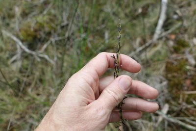 Schoenus melanostachys, photographed by Greg Tasney