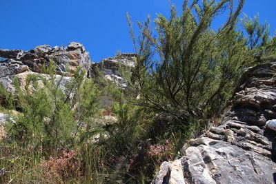 Cliffortia serpyllifolia, photographed by Tony Rebelo