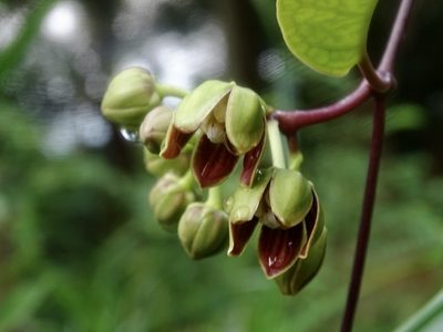 Cynanchum graphistemmatoides, photographed by Toby Y