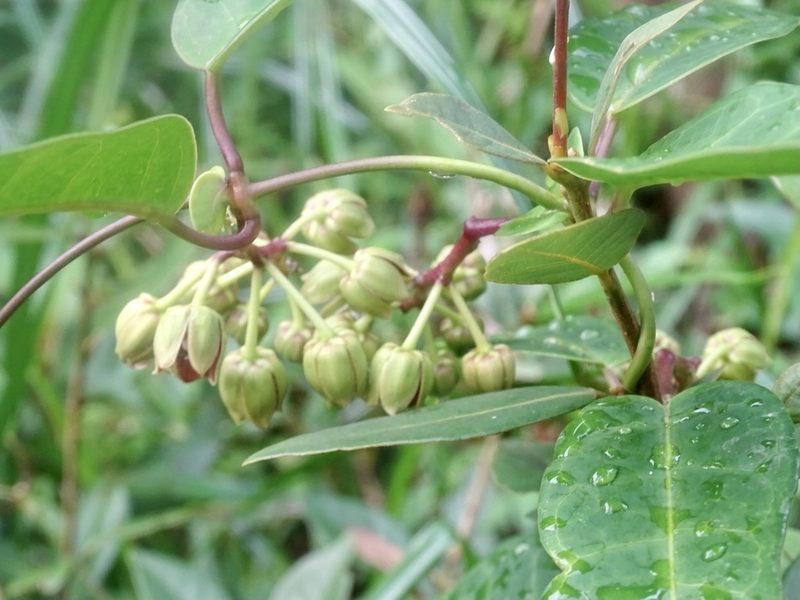 Cynanchum graphistemmatoides, photographed by Toby Y