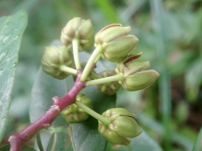 Cynanchum graphistemmatoides, photographed by Toby Y