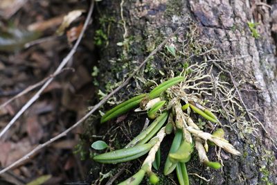Bulbophyllum lamingtonense, photographed by Greg Tasney
