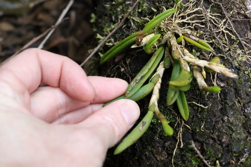 Bulbophyllum lamingtonense, photographed by Greg Tasney