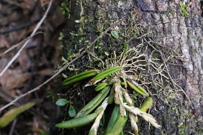 Bulbophyllum lamingtonense, photographed by Greg Tasney