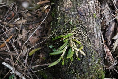 Bulbophyllum lamingtonense, photographed by Greg Tasney