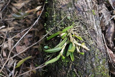 Bulbophyllum lamingtonense, photographed by Greg Tasney