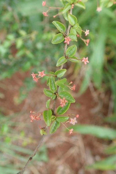 Gymnosporia rubra, photographed by Andrew Deacon
