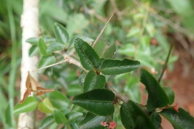 Gymnosporia rubra, photographed by Andrew Deacon