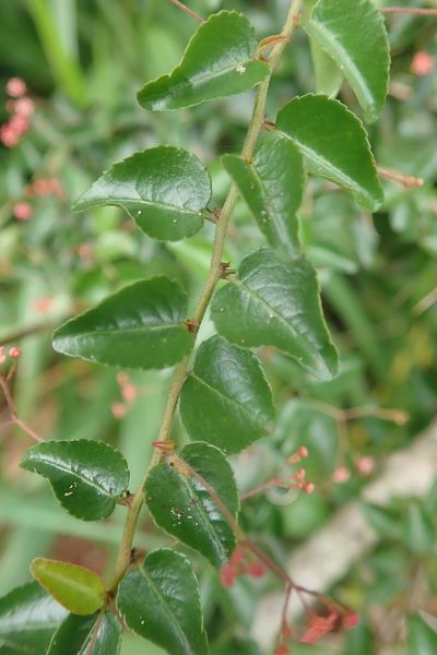 Gymnosporia rubra, photographed by Andrew Deacon