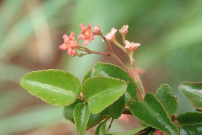 Gymnosporia rubra, photographed by Andrew Deacon