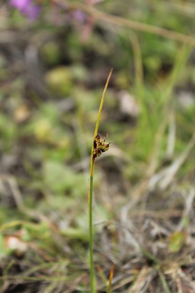 Juncus castaneus, photographed by nina_nesterova