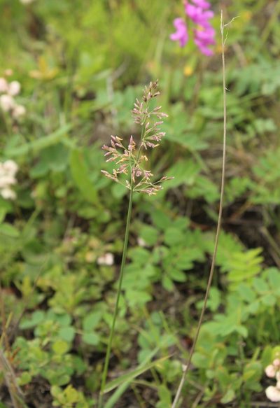 Arctagrostis latifolia, photographed by nina_nesterova