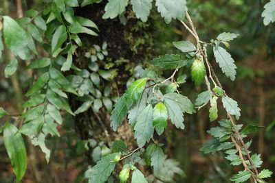 Fieldia australis, photographed by Greg Tasney