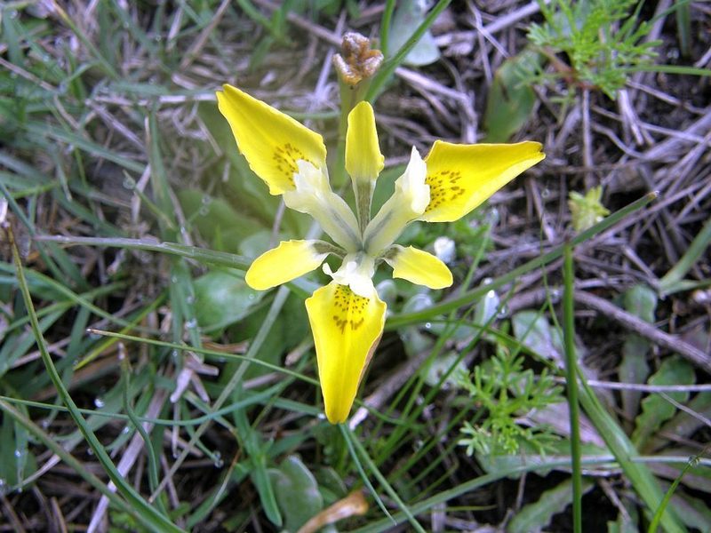 Moraea macronyx, photographed by Klaus Wehrlin
