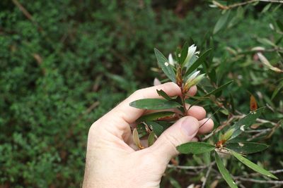 Melaleuca pallida, photographed by Greg Tasney