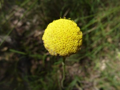 Craspedia variabilis, photographed by Kiri Bee