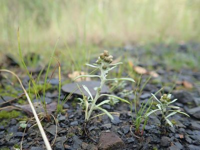 Gnaphalium uliginosum, photographed by Matteo Marcandella