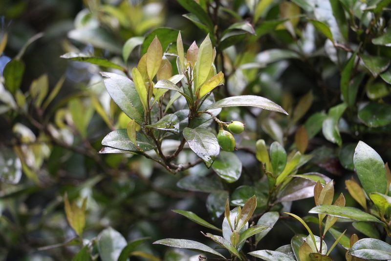 Helicia glabriflora, photographed by Greg Tasney