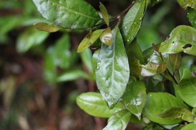 Helicia glabriflora, photographed by Greg Tasney