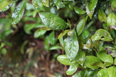 Helicia glabriflora, photographed by Greg Tasney