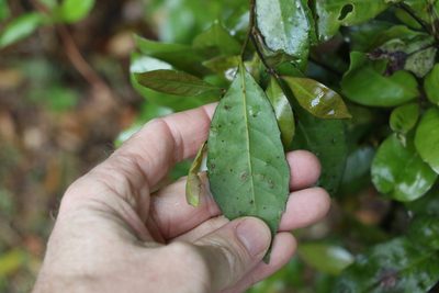 Helicia glabriflora, photographed by Greg Tasney