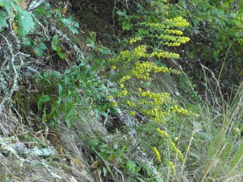 Solidago erecta, photographed by Michael J. Papay