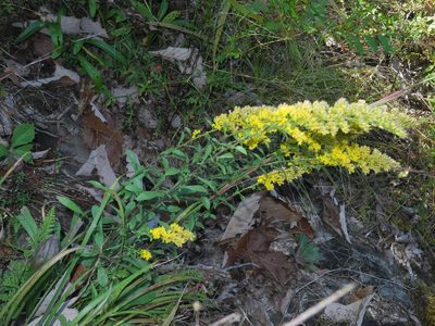 Solidago nemoralis, photographed by Michael J. Papay