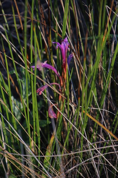 Watsonia humilis, photographed by Tony Rebelo