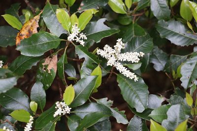 Quintinia sieberi, photographed by Greg Tasney