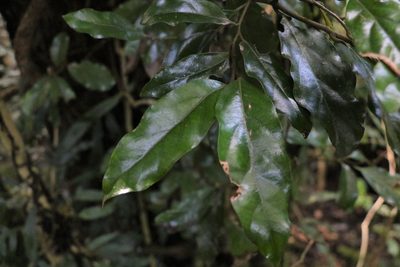 Endiandra crassiflora, photographed by Greg Tasney