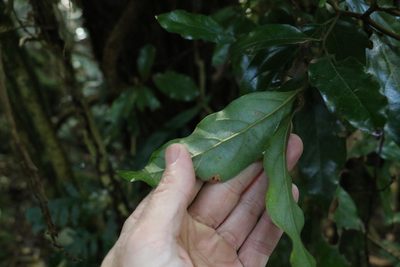 Endiandra crassiflora, photographed by Greg Tasney
