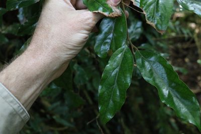 Endiandra crassiflora, photographed by Greg Tasney