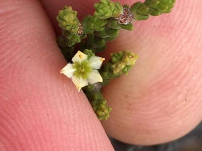 Diosma apetala, photographed by Dave U