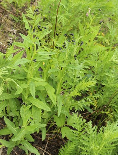 Saussurea parviflora, photographed by nina_nesterova