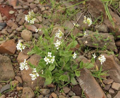 Arabis alpina, photographed by nina_nesterova