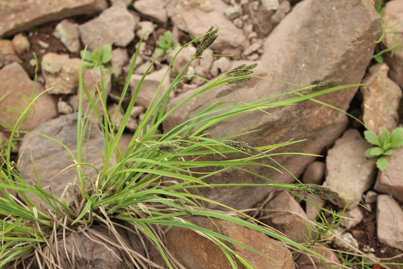 Carex eleusinoides, photographed by nina_nesterova