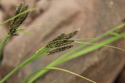 Carex eleusinoides, photographed by nina_nesterova
