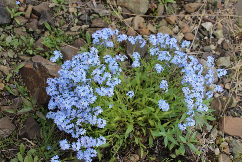 Myosotis asiatica, photographed by nina_nesterova