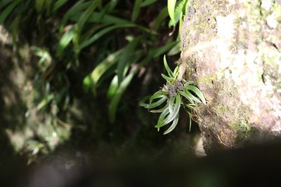 Sarcochilus fitzgeraldii, photographed by Greg Tasney