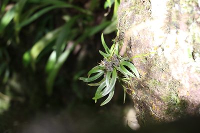 Sarcochilus fitzgeraldii, photographed by Greg Tasney