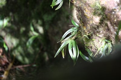 Sarcochilus fitzgeraldii, photographed by Greg Tasney