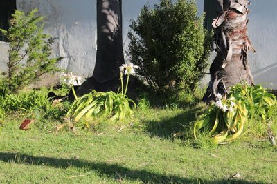 Crinum macowanii, photographed by Tony Rebelo