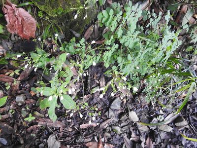 Boenninghausenia albiflora, photographed by Hopeland